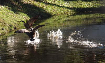 [There are several waves of water up to a foot tall where the goose being chased had flapped his feet down because he'd not pumped his wings enough to go airborn. The aggressor goose is in a splash of water with his wings spread two thirds as he is within a couple feet of the other goose.]